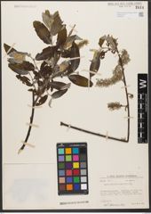 Foto von Salix wallichiana Andersson